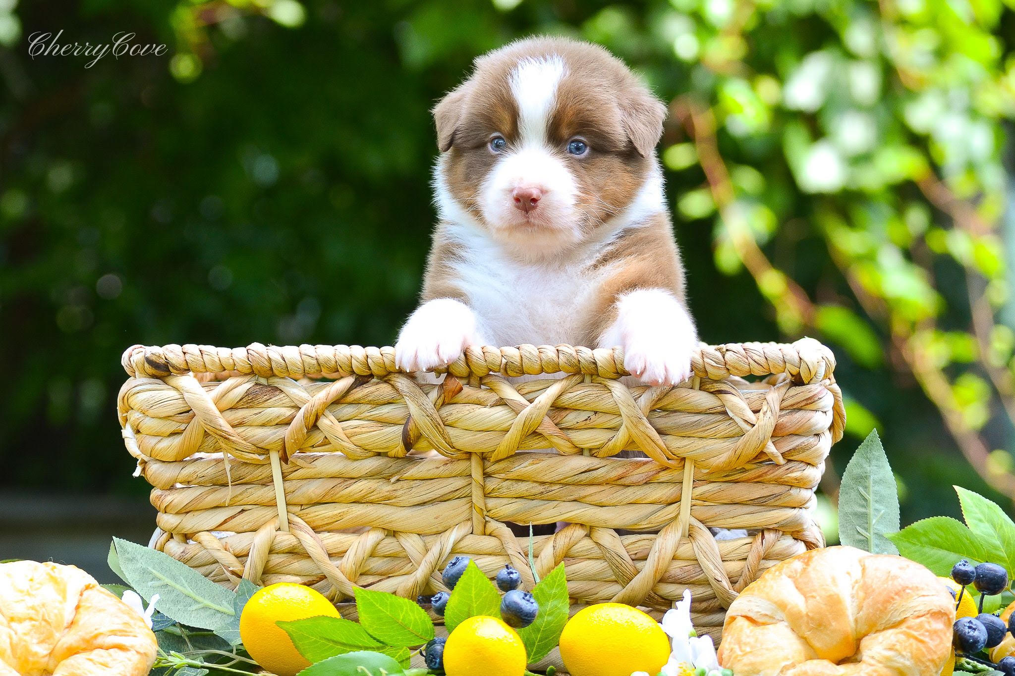 Boy — red collar